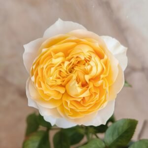 Golden Vuvuzela Rose