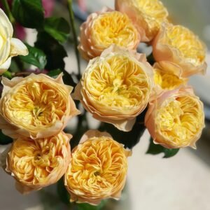 Golden Vuvuzela Rose