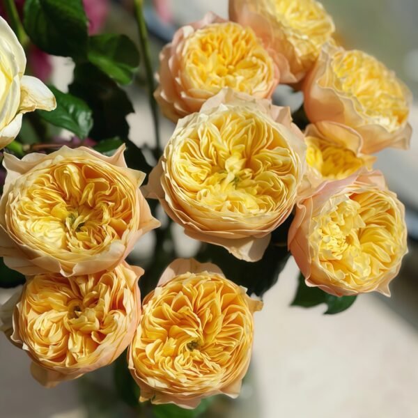 Golden Vuvuzela Rose