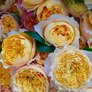 Golden Vuvuzela Rose
