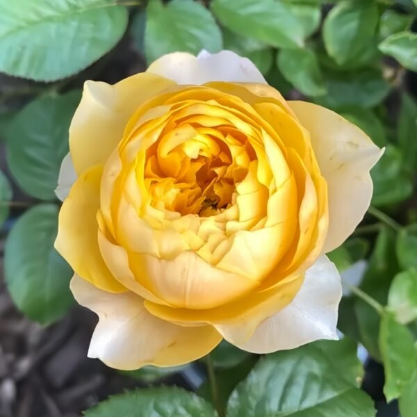 Golden Vuvuzela Rose