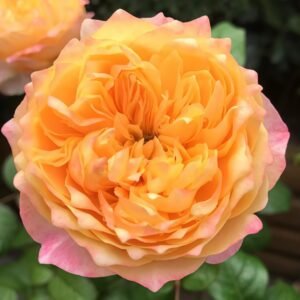 Golden Vuvuzela Rose