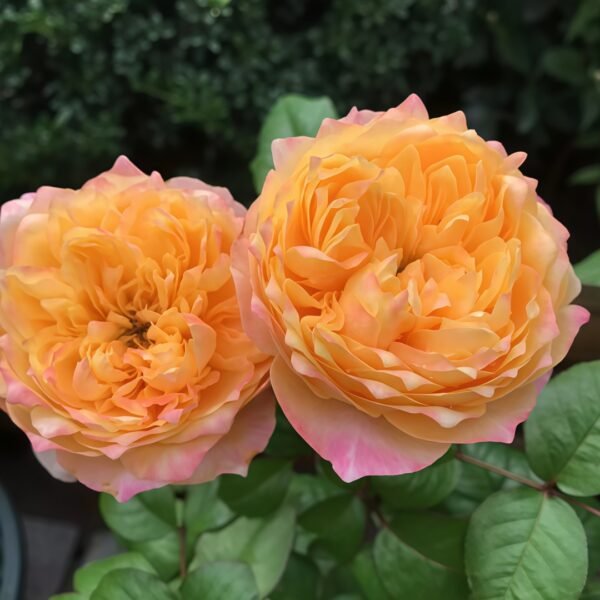 Golden Vuvuzela Rose