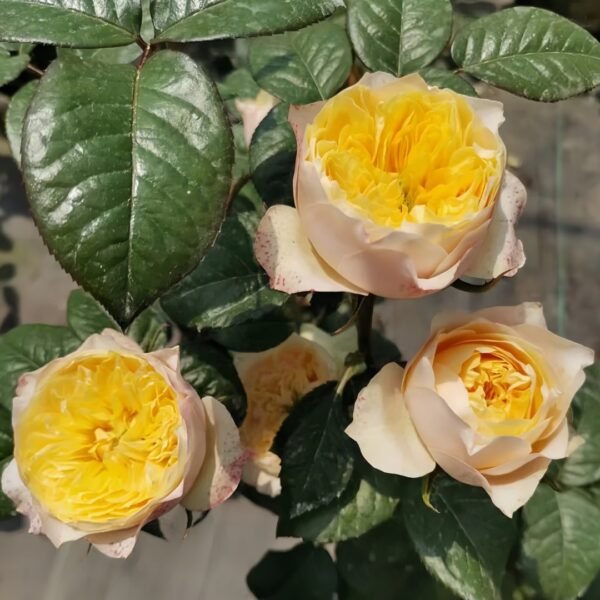 Golden Vuvuzela Rose