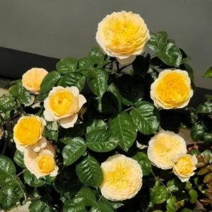 Golden Vuvuzela Rose