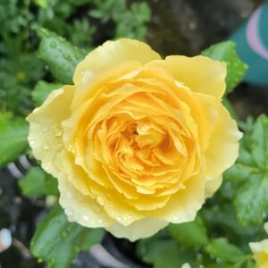 Hiyoko Rose