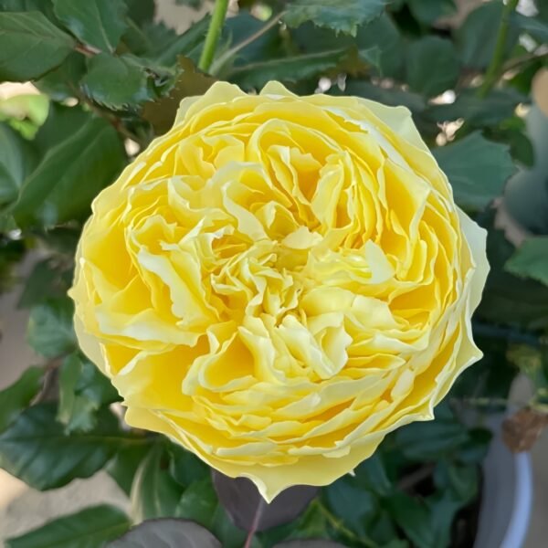Hiyoko Rose