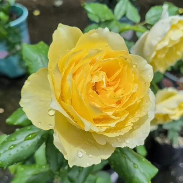 Hiyoko Rose