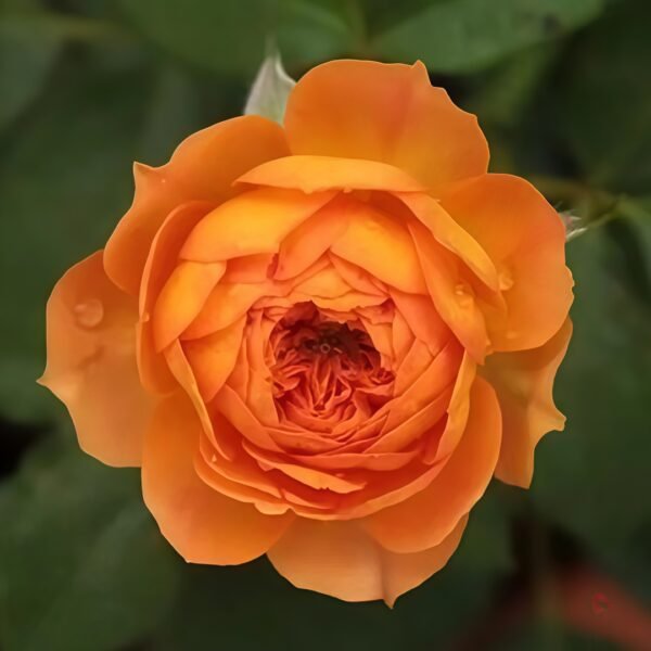 Honey Caramel Rose