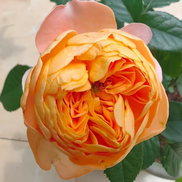 Honey Caramel Rose