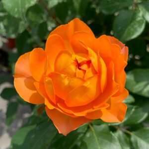 Honey Caramel Rose