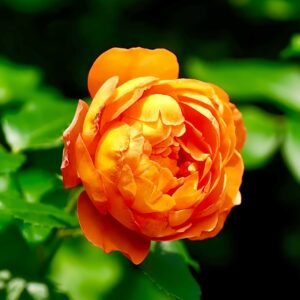 Honey Caramel Rose