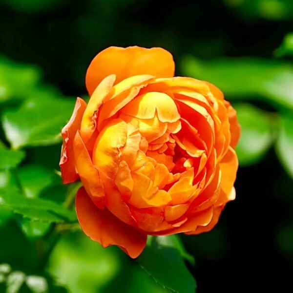 Honey Caramel Rose
