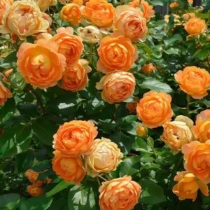 Honey Caramel Rose