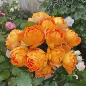 Honey Caramel Rose