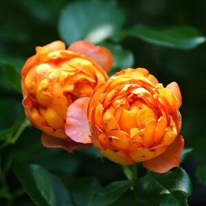 Honey Caramel Rose