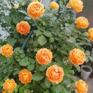 Honey Caramel Rose