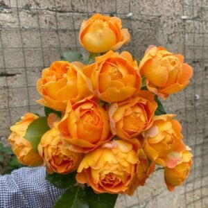 Honey Caramel Rose