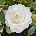 Iceberg Climbing Rose