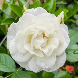 Iceberg Climbing Rose