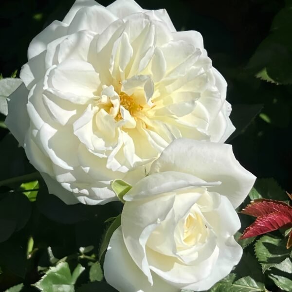 Iceberg Climbing Rose