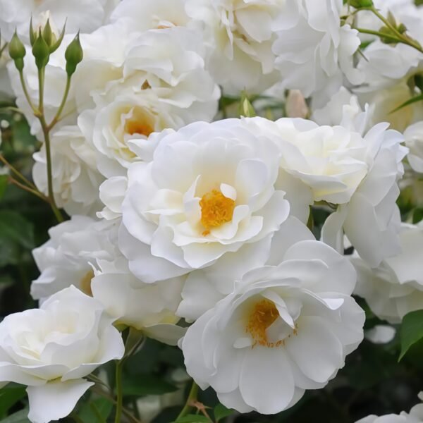 Iceberg Climbing Rose