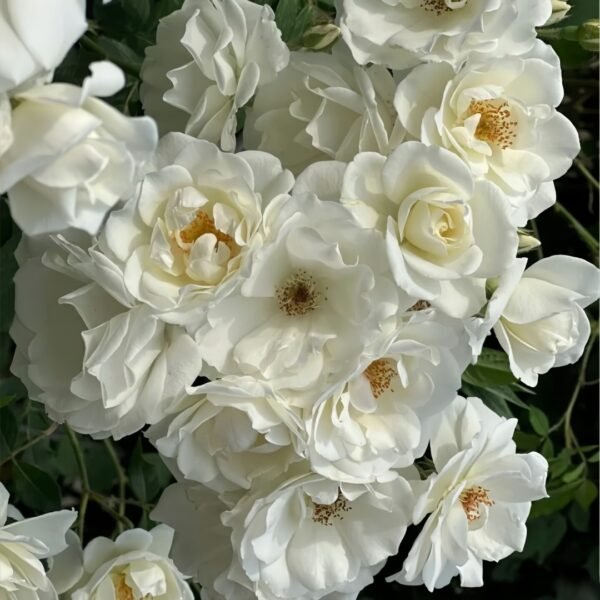 Iceberg Climbing Rose