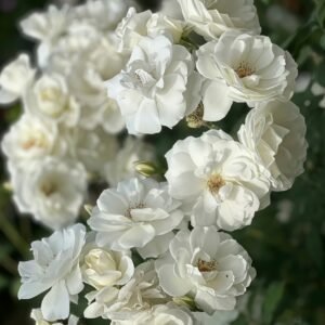 Iceberg Climbing Rose