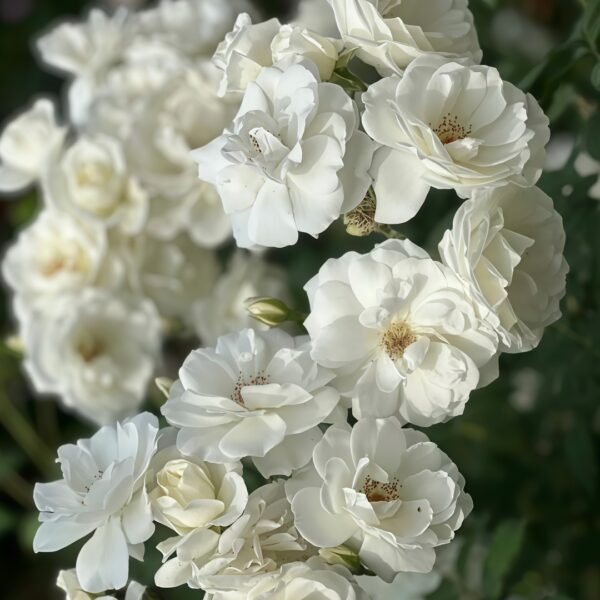 Iceberg Climbing Rose