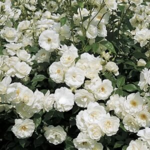 Iceberg Climbing Rose
