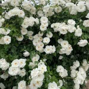 Iceberg Climbing Rose
