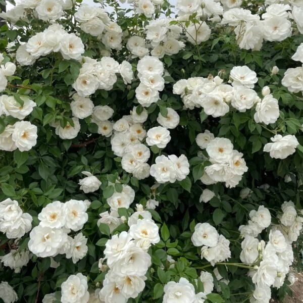 Iceberg Climbing Rose