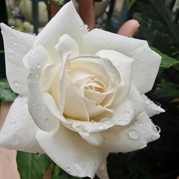 Iceberg Climbing Rose