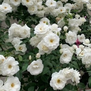 Iceberg Climbing Rose
