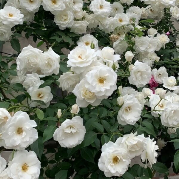 Iceberg Climbing Rose