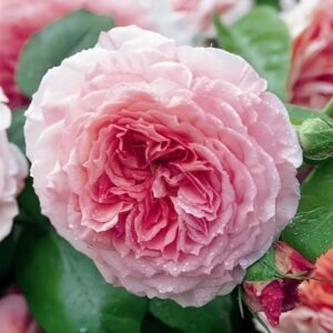 James Galway Rose