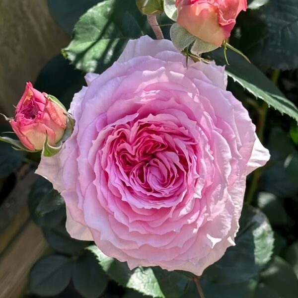 James Galway Rose