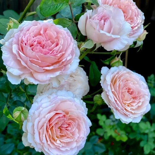 James Galway Rose