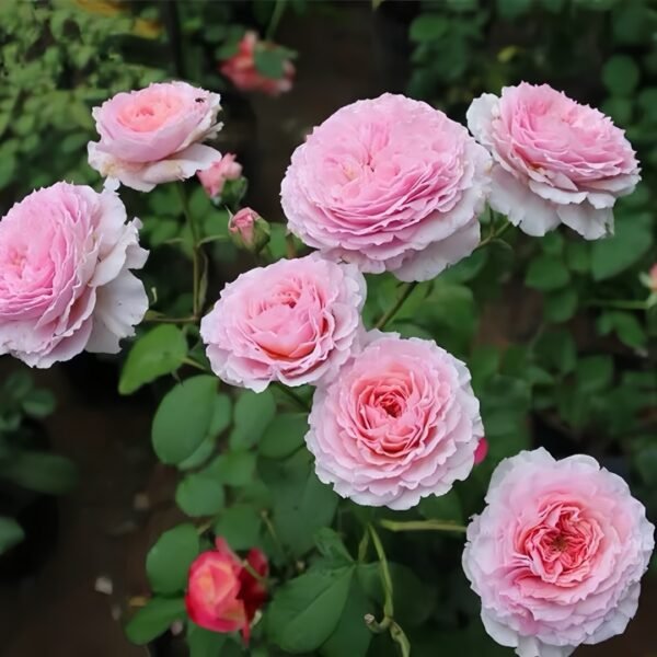 James Galway Rose