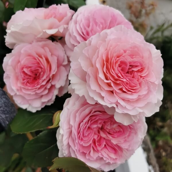 James Galway Rose