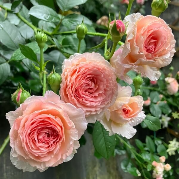 James Galway Rose