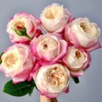 Japanese Mon Amour Rose