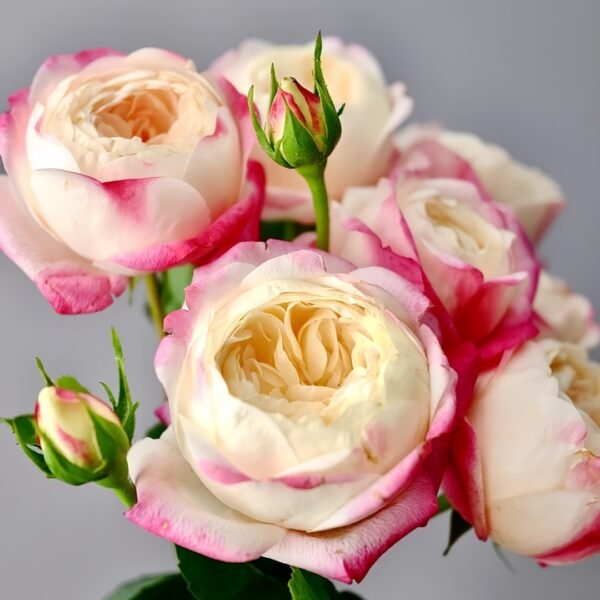 Japanese Mon Amour Rose