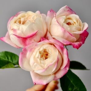 Japanese Mon Amour Rose