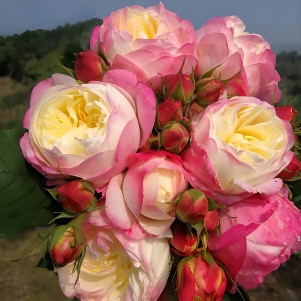 Japanese Mon Amour Rose