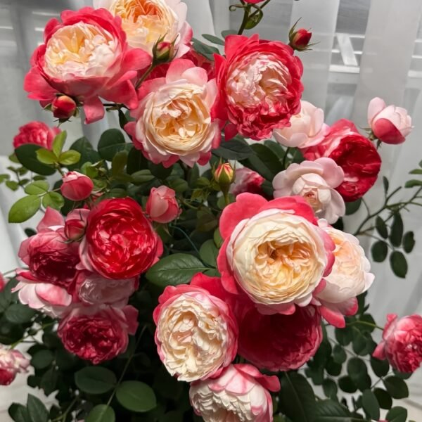 Japanese Mon Amour Rose