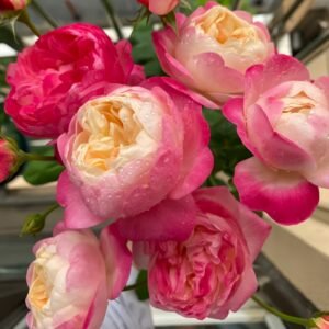 Japanese Mon Amour Rose