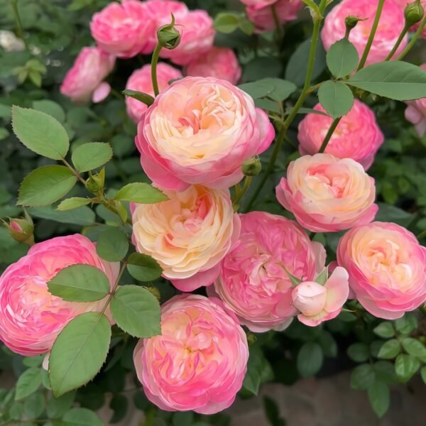 Japanese Mon Amour Rose