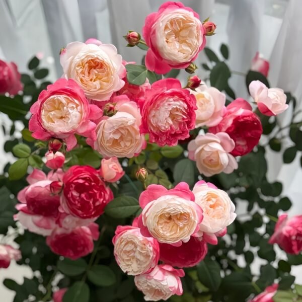 Japanese Mon Amour Rose