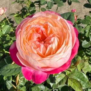 Japanese Mon Amour Rose
